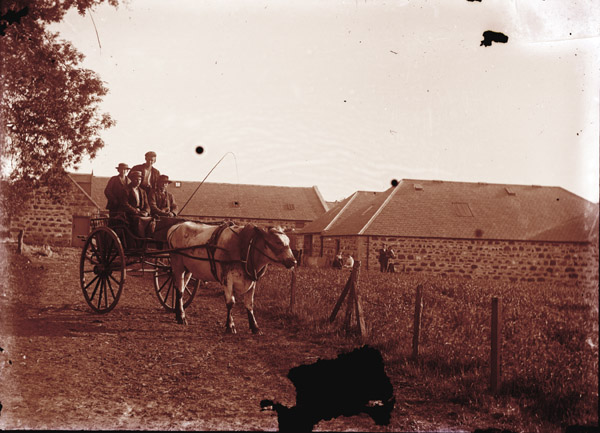 Old Picture Oxen pulling Gig Banffshire - Scotland