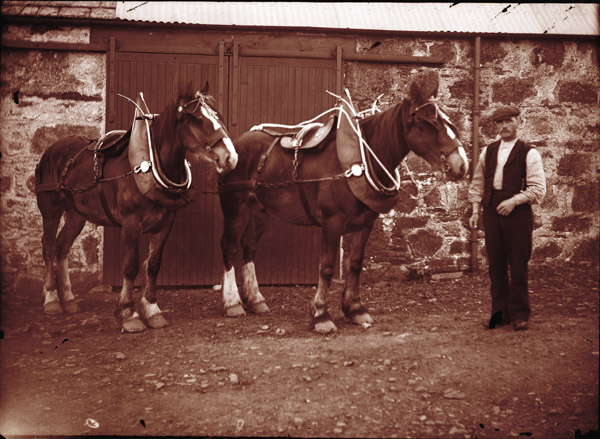 Old Image Working Horses in Harness - Scotland