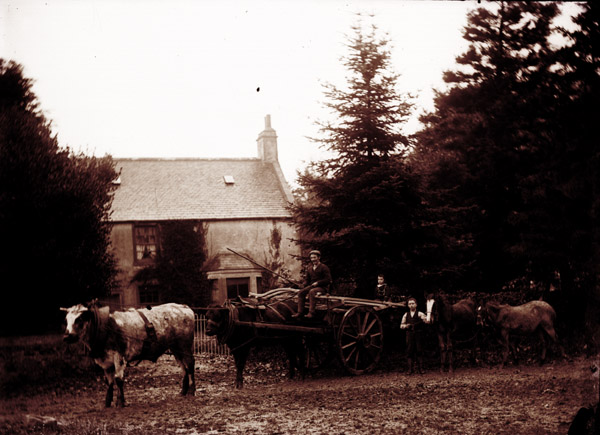 Old Image Hay Cart and Oxen Alvah, Banff