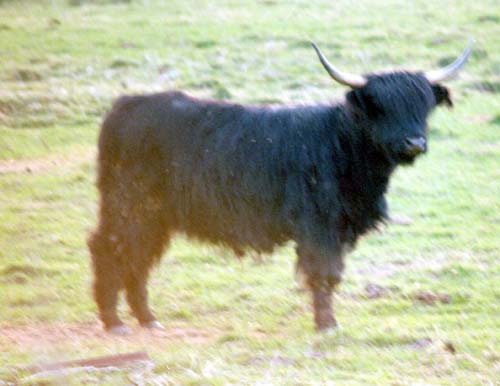 Black Highland Cattle Image
