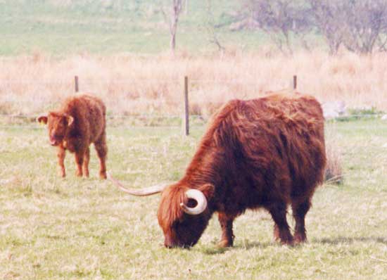highland cow and calf